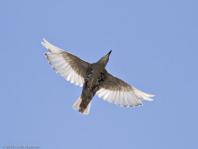 European Starling