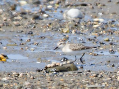 Sanderling