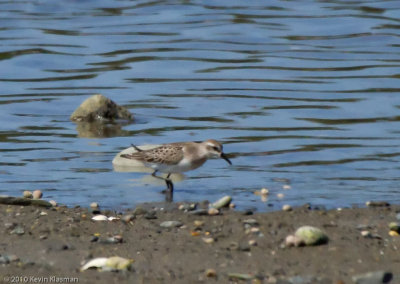 Least Sandpiper