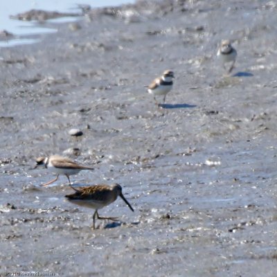 Short-billed Dowitcher - Hampton NH - August 28, 2010
