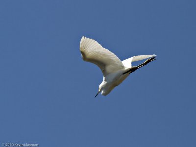 Snowy Egret