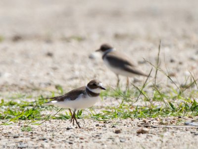 Semipalmated Plover