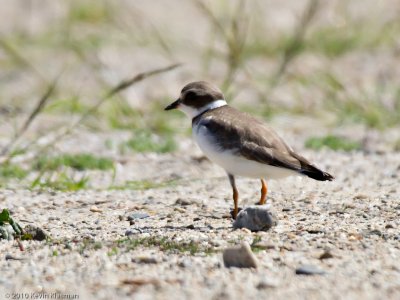 Semipalmated Plover