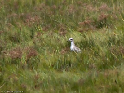Black-bellied Plover (j)