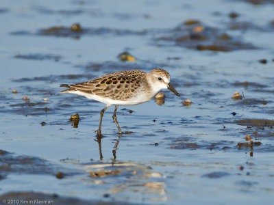 Least Sandpiper