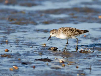 Least Sandpiper