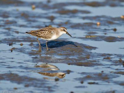 Least Sandpiper