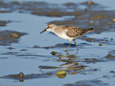 Least Sandpiper