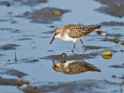 Least Sandpiper