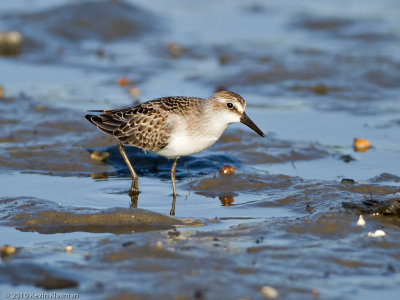 Least Sandpiper