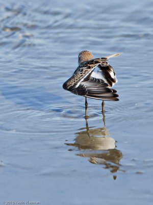 Least Sandpiper