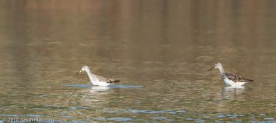 Lesser Yellowlegs?