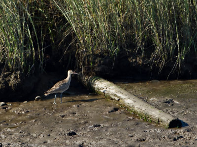 Whimbrel (j) - Hampton NH - August 29, 2010