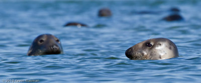 Gray Seals (f)