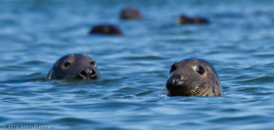 Gray Seals (f)