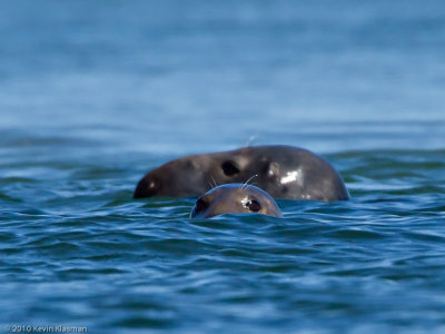 Gray Seals (f - foreground, m - background)