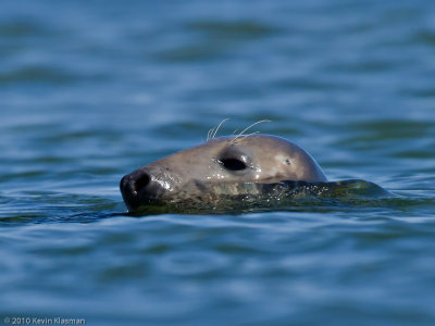 Gray Seal (f)