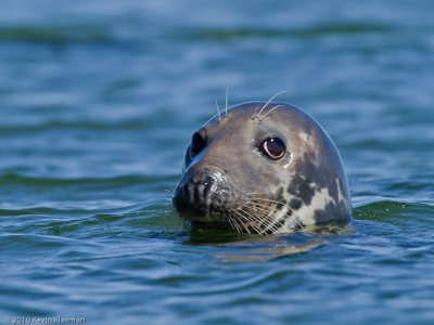 Gray Seal (f)