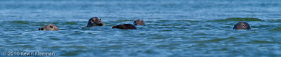 Gray Seals (2f, 3m)