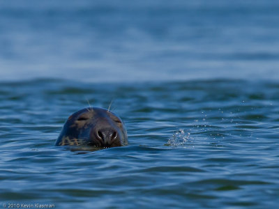 Gray Seal (f)