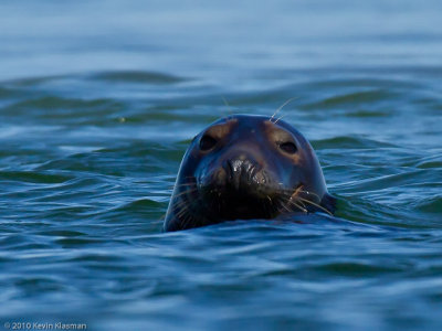 Gray Seal (m)