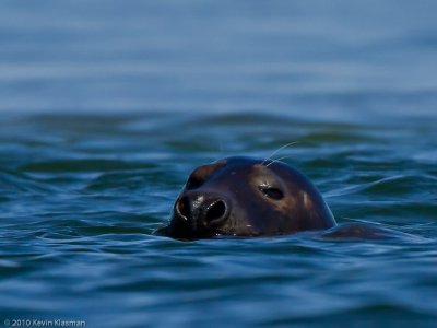 Gray Seal (m)