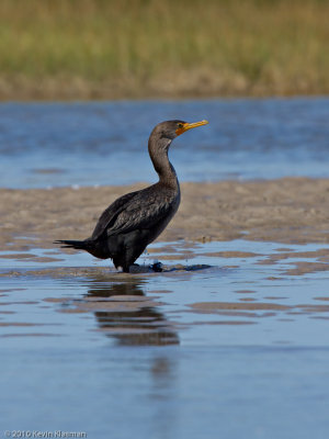 Double-crested Cormorant