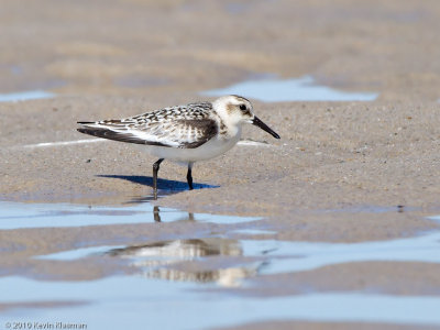 Sanderling