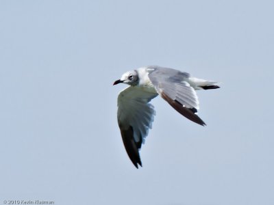 Laughing Gull (2nd winter)