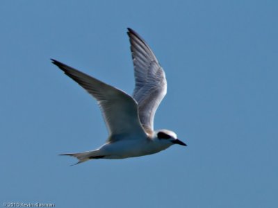 Forster's Tern?
