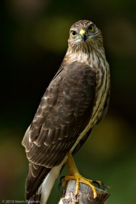 Cooper's Hawk