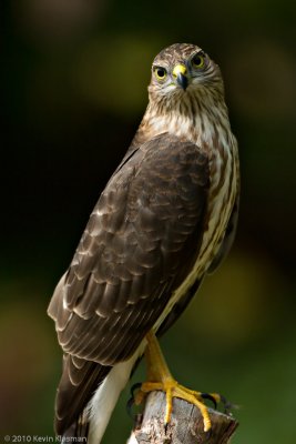 Accipiters