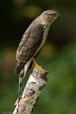 20100922_Heron-Pond_0012