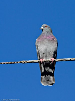 Lancaster Pigeon