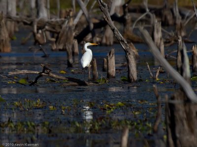 Littleton Great Egret