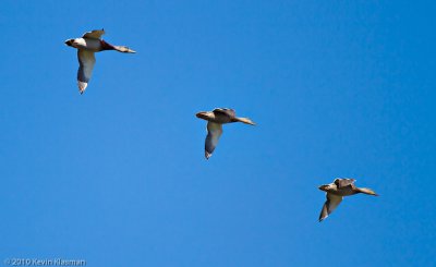 Concord Mallards