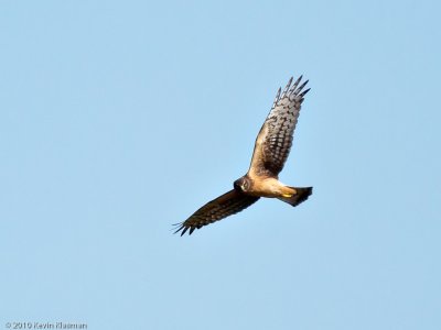 Concord Northern Harrier