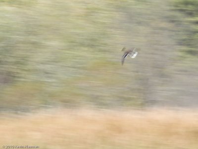 Concord Mallard blur