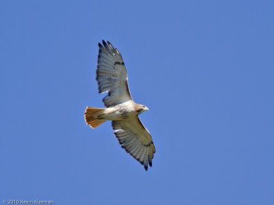 Concord Red-tailed Hawk