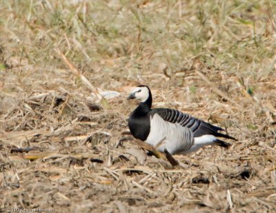 Barnacle Goose - Acton MA - October 23, 2010