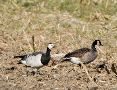 Barnacle Goose (l) and Canada Goose (r)