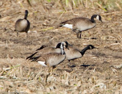 Canada Goose with strange neck plumage or molt