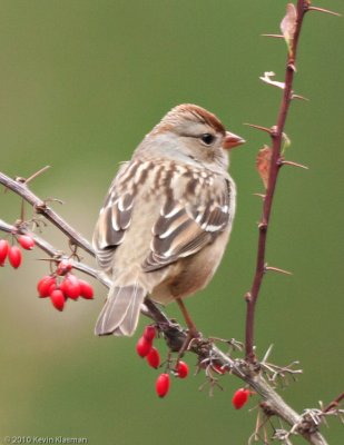 White-crowned Sparrow (j) - Heron Pond - October 25, 2010