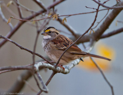 White-throated Sparrow - Heron Pond - October 29, 2010