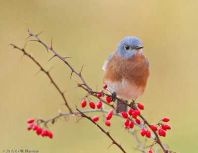 Eastern Bluebird