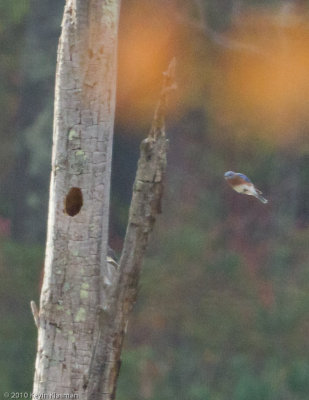 Incoming Bluebird missle