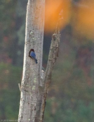 Bluebird checking out cavity...home hunting?