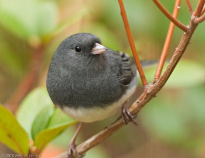 Dark-eyed Junco (slate race, m)