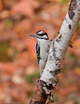 Hairy Woodpecker (m)
