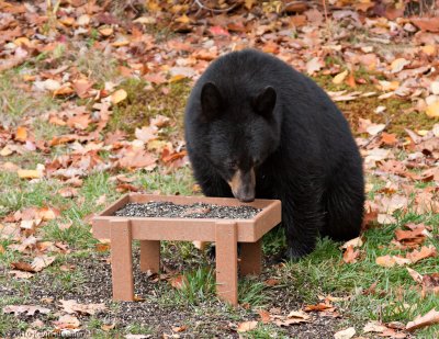 Booboo at the platform feeder
